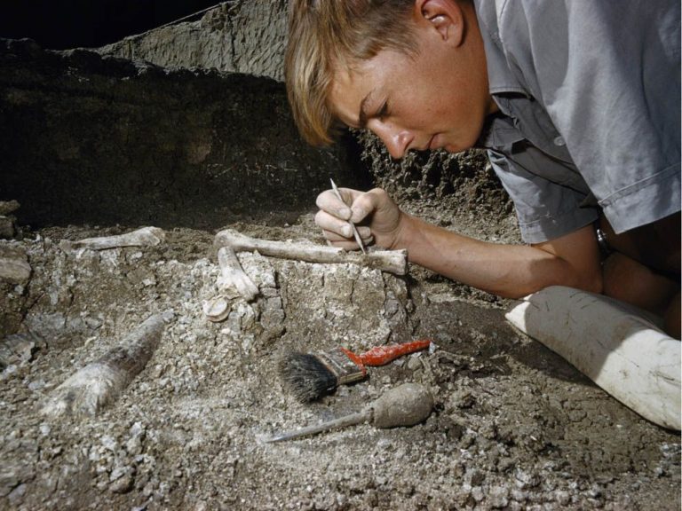 How Much Money Do Paleontologists get paid