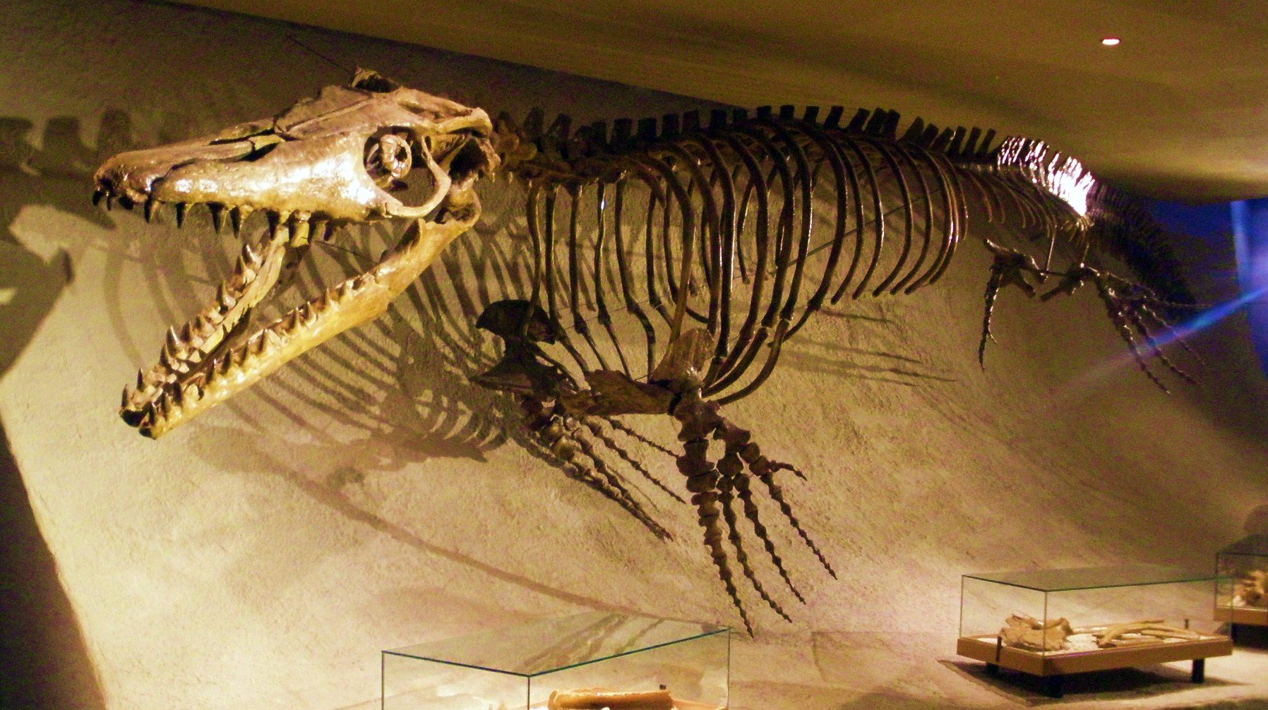 Mosasaurus