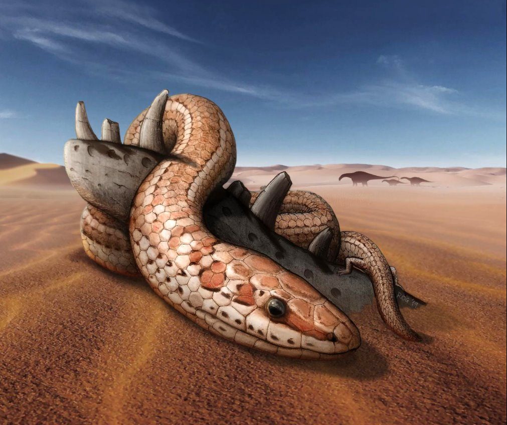 Snake Skulls in a Nutshell