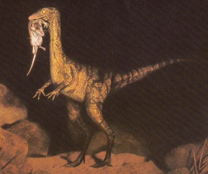 Saltopus