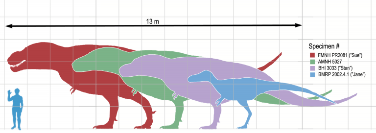 Scale chart for various specimens of Tyrannosaurus rex