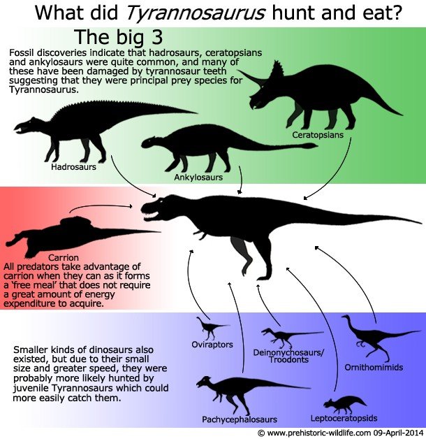 Tyrannosaurus hunt and eat