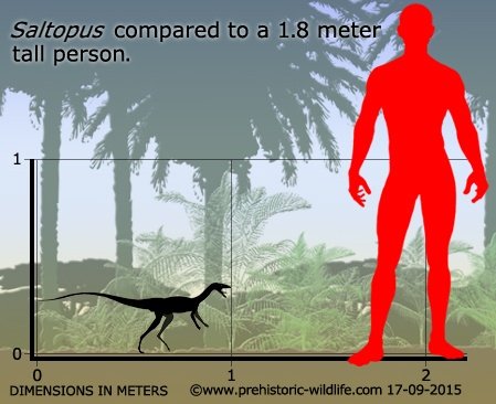 saltopus size