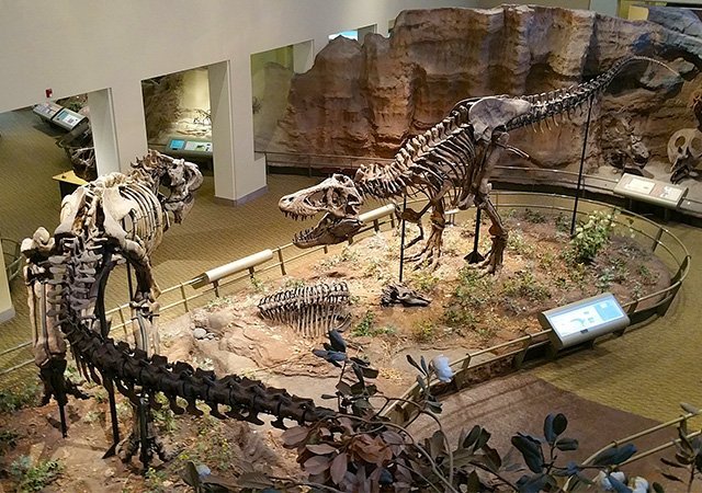 Carnegie-Museum-of-Natural-History