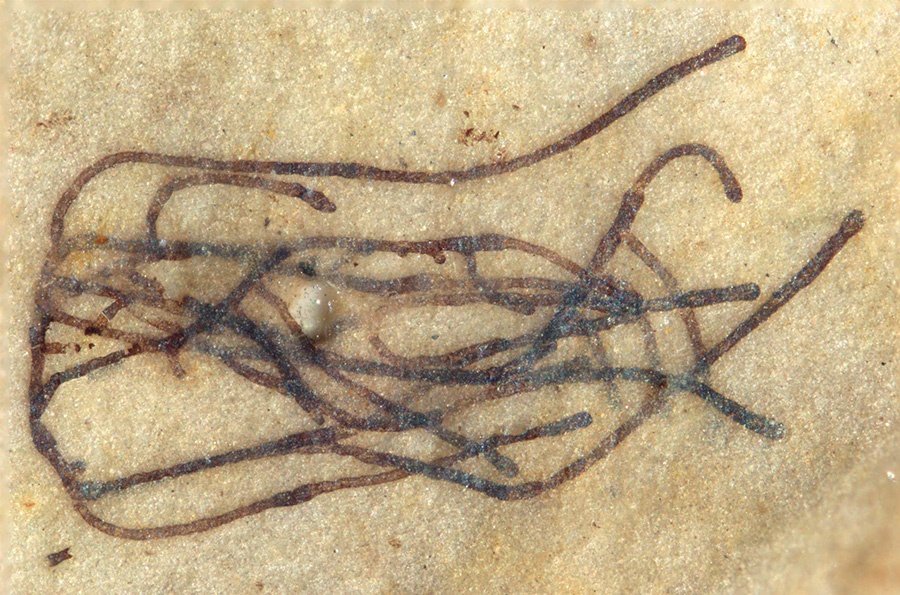 Proterocladus