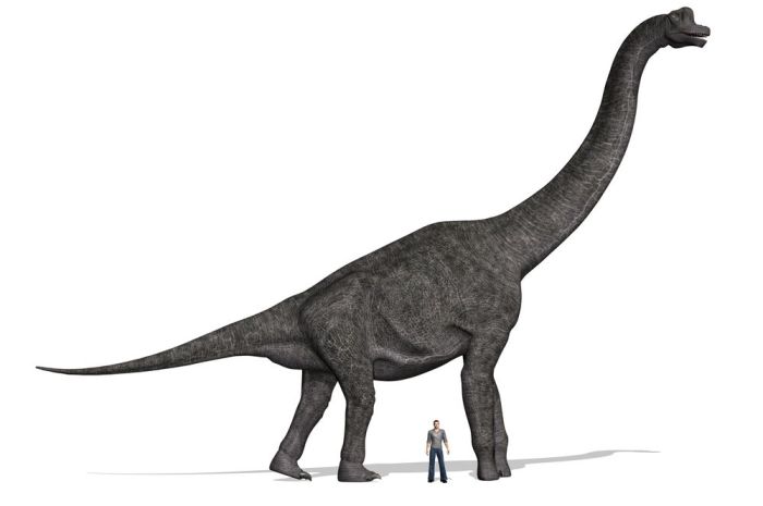 Brachiosaurus