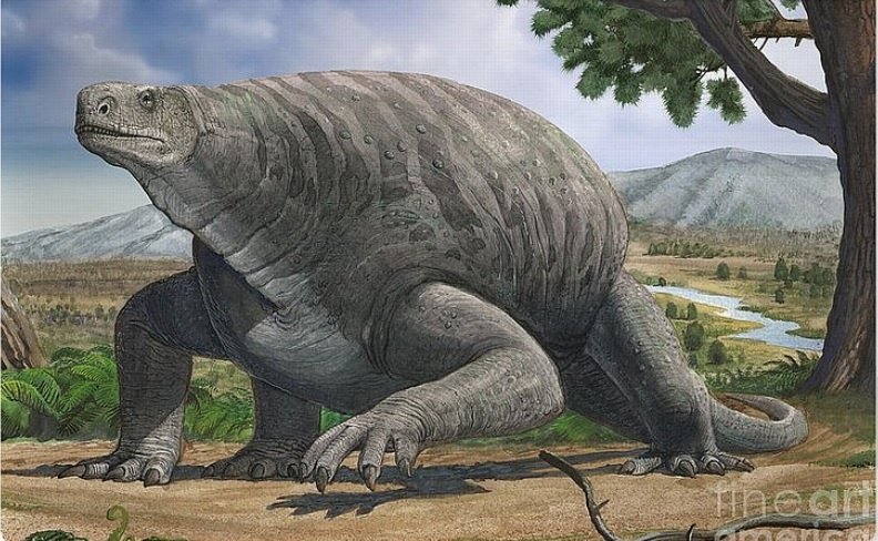 Cotylorhynchus