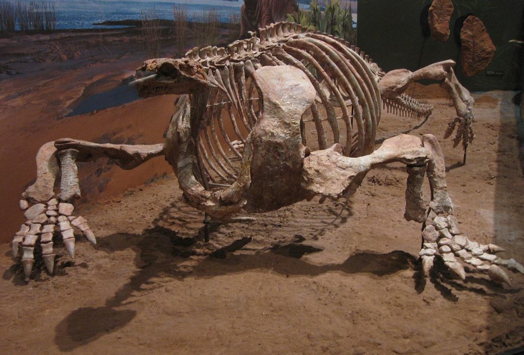 Cotylorhynchus skileton