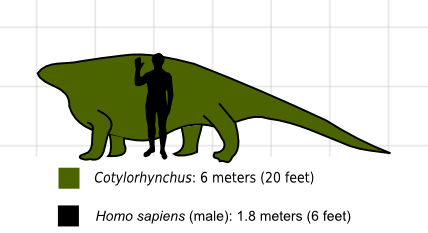 Cotylorhynchus-scale