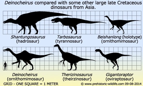 Deinocheirus compared by Prehistoric Wildlife 