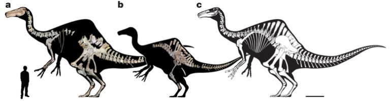 Deinocheirus mirificus.