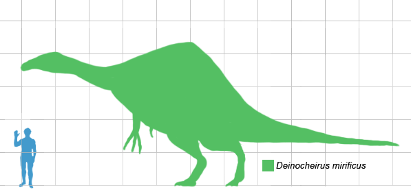 Deinocheirus size 