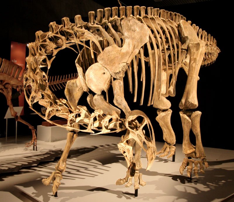 Nigersaurus Reconstructed skeleton in Japan
