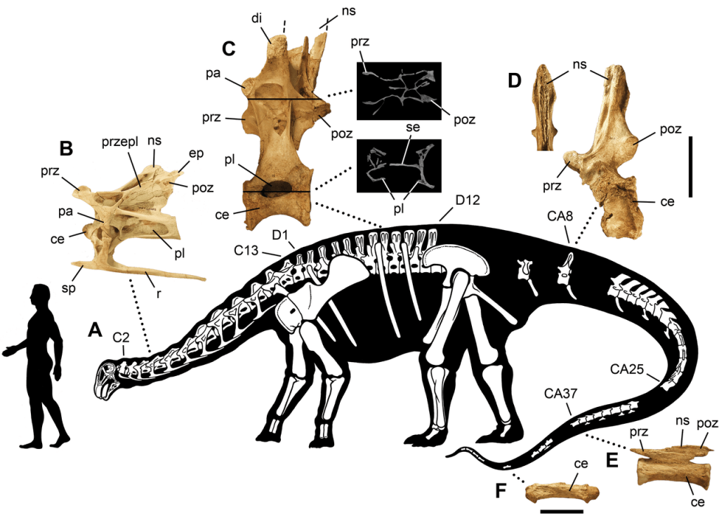 Nigersaurus-taqueti-skeleton