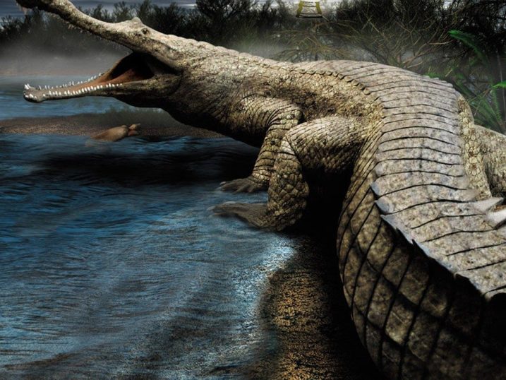 Sarcosuchus