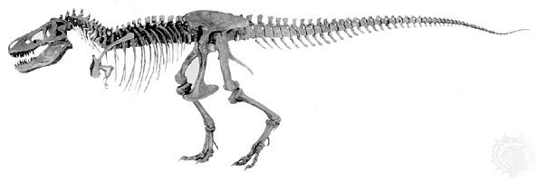 Skeleton-Tyrannosaurus-rex-Barnum-Brown-specimens-Hell-1908
