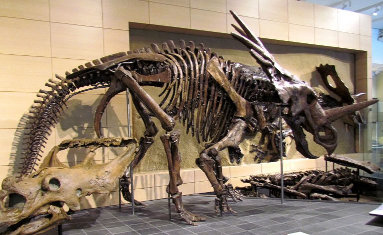 Styracosaurus skeleton 