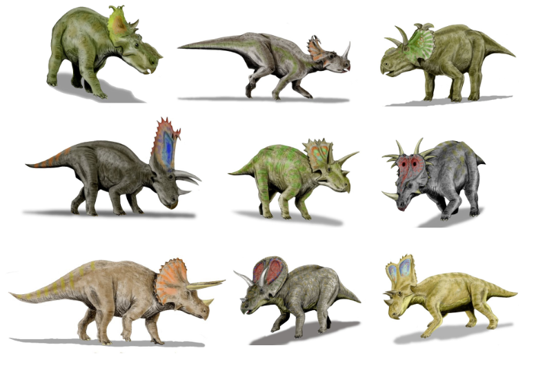 Top 10 Ceratopsians