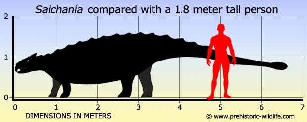 saichania size