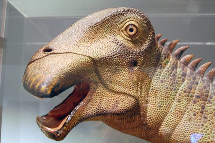 Nigersaurus wikimedia