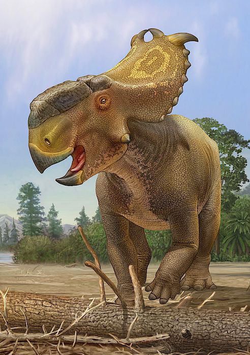 Pachyrhinosaurus