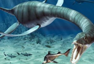 Marine and aquatic dinosaurs
