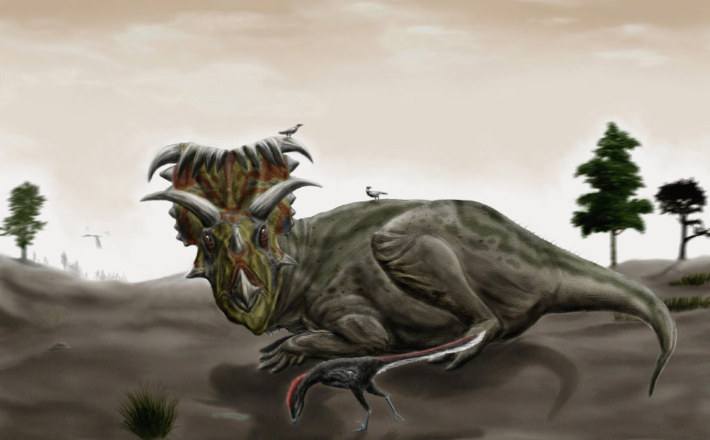resting Kosmoceratops 