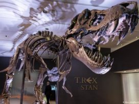 T-rex