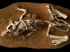 old embryos found