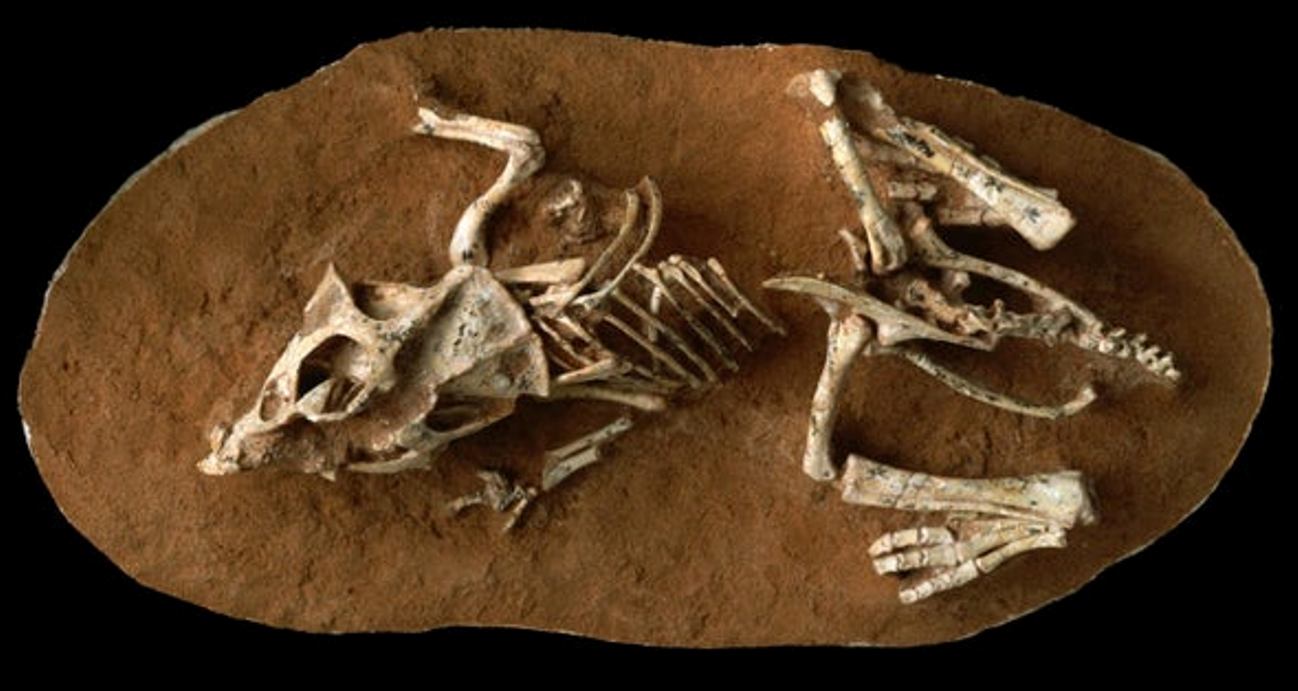 old embryos found